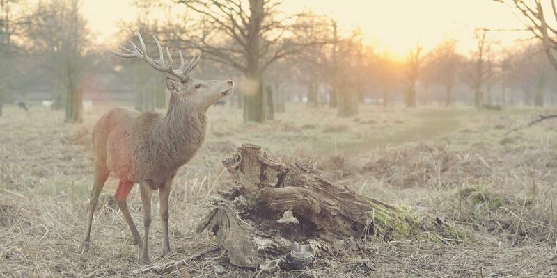汉森24K美容仪真实评测：当黄金投资理念遇见黄金美容科技